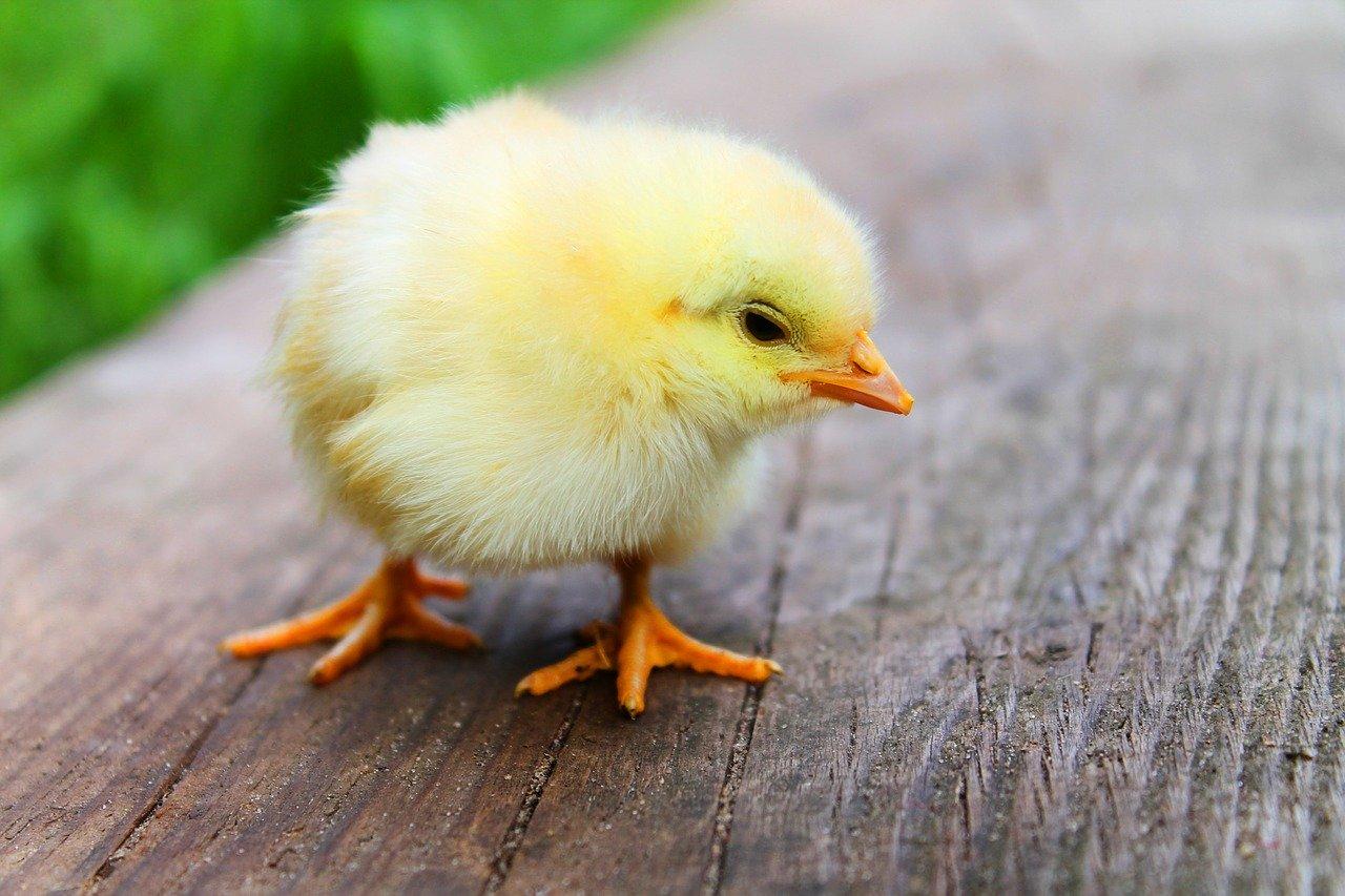 Comment Nourrir Et Soigner Un Bebe Oiseau Sauvage Les Creatures Org