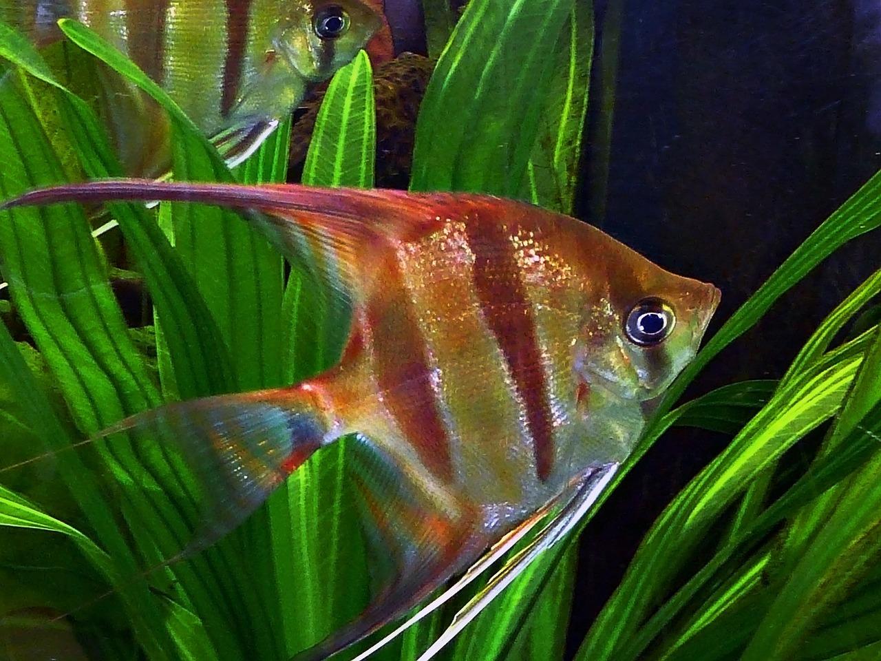 Soins aux poissons anges d'eau douce, compagnons d'aquarium et FAQ ...