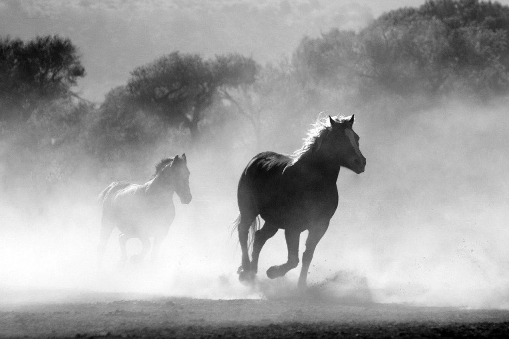Mors De Cheval Vintage, Sans Marque, En Métal, Pièce D'équitation Ancienne