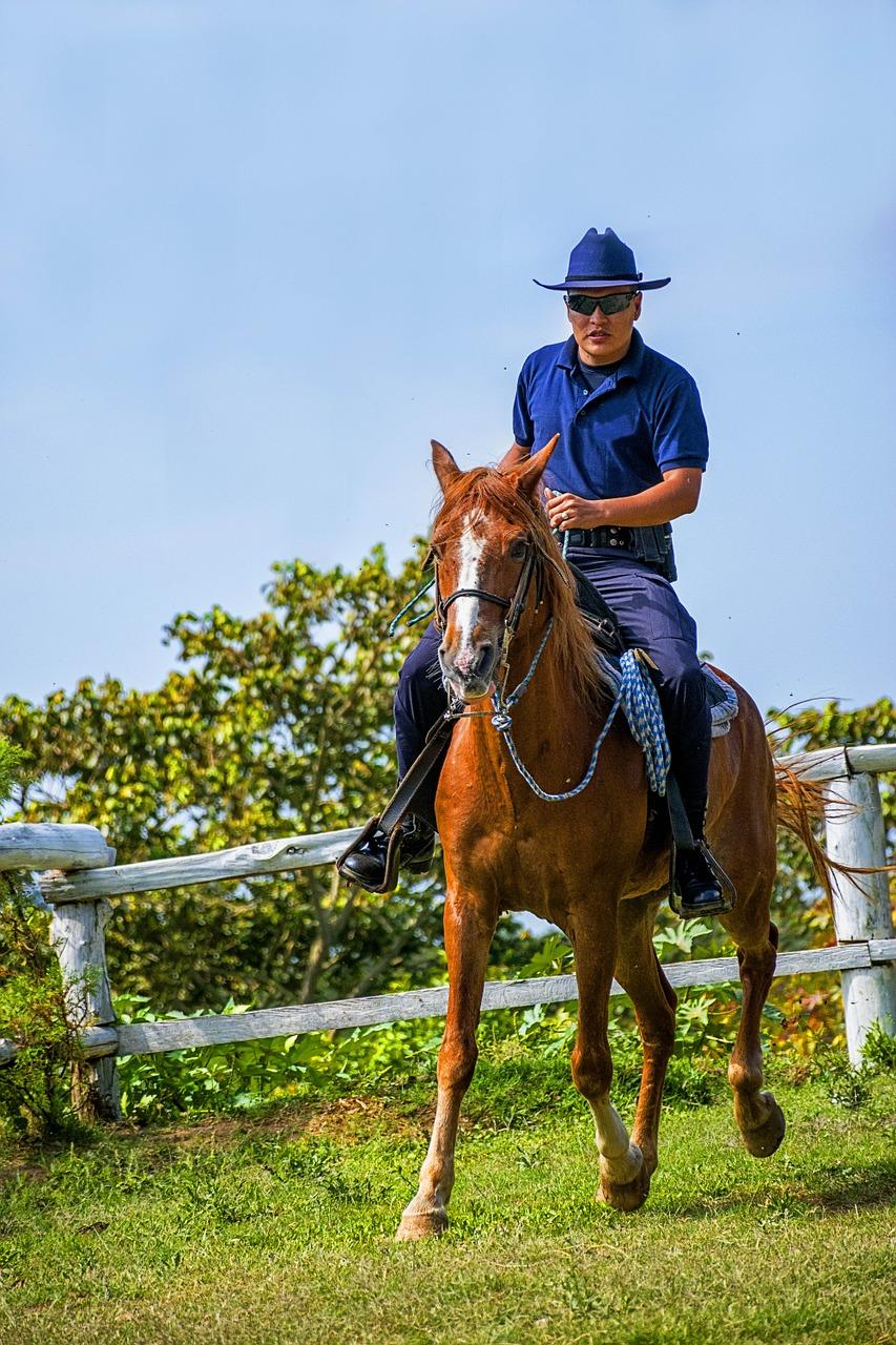 Contrat De Confiage Cheval Avec Option D'achat