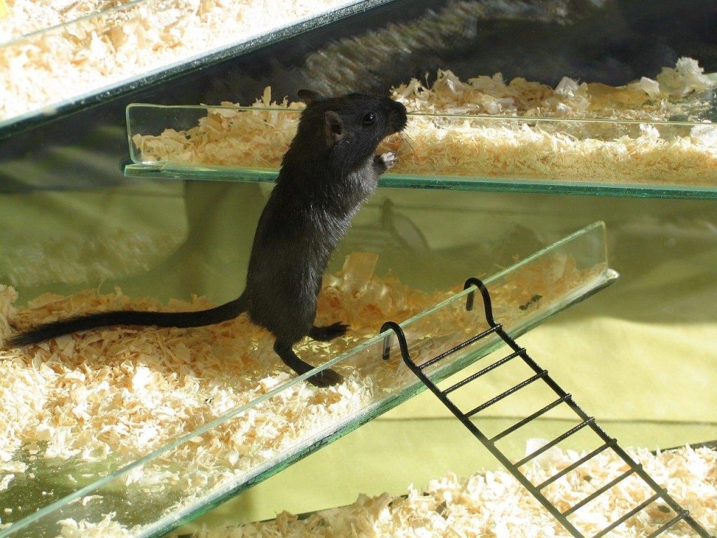 Que Faire Lorsque Votre Souris A Des Bebes Les Creatures Org