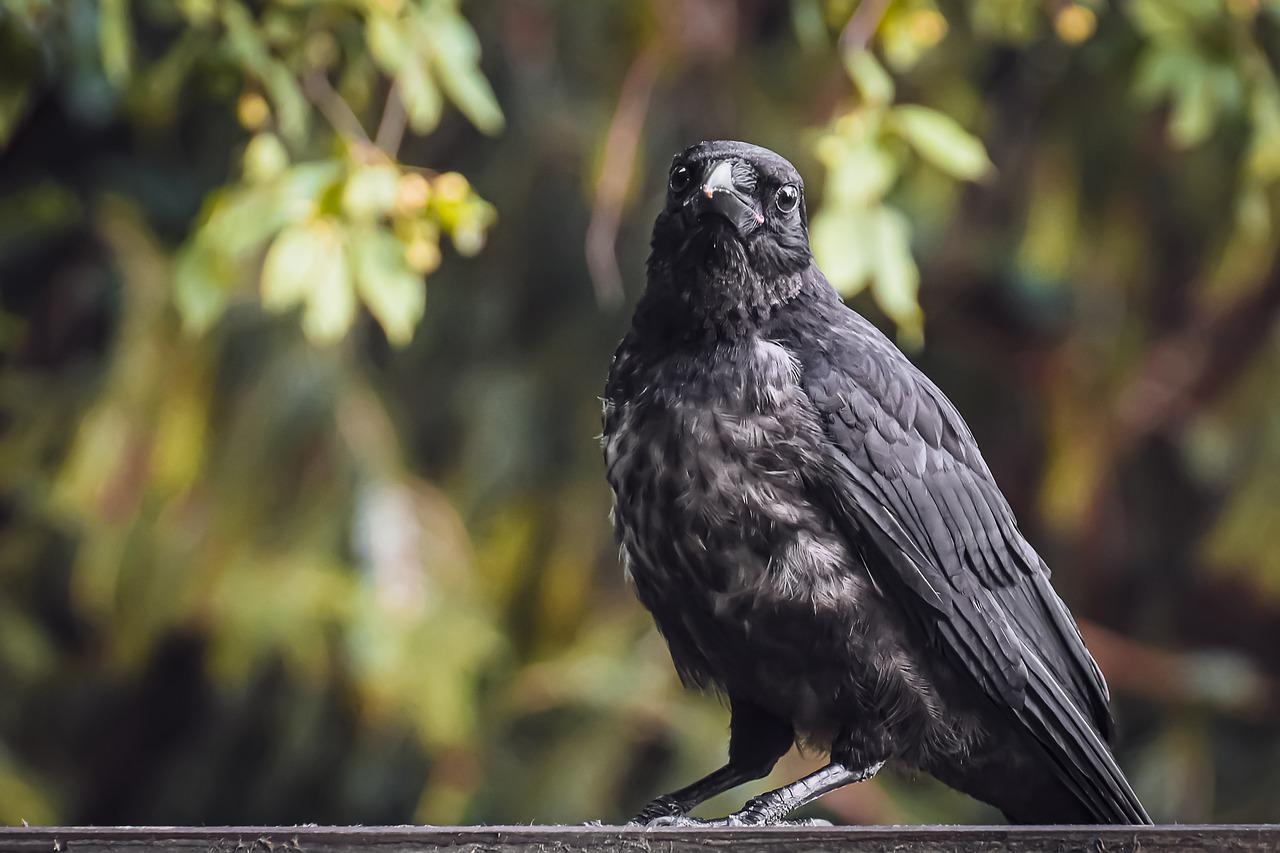 Des corbeaux américains bruyants et curieux : La plupart des gens les