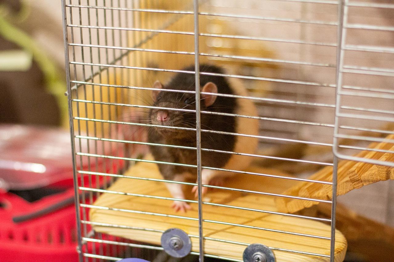 Comment faire pour que votre cage à rats sente bon - Les-Creatures.org