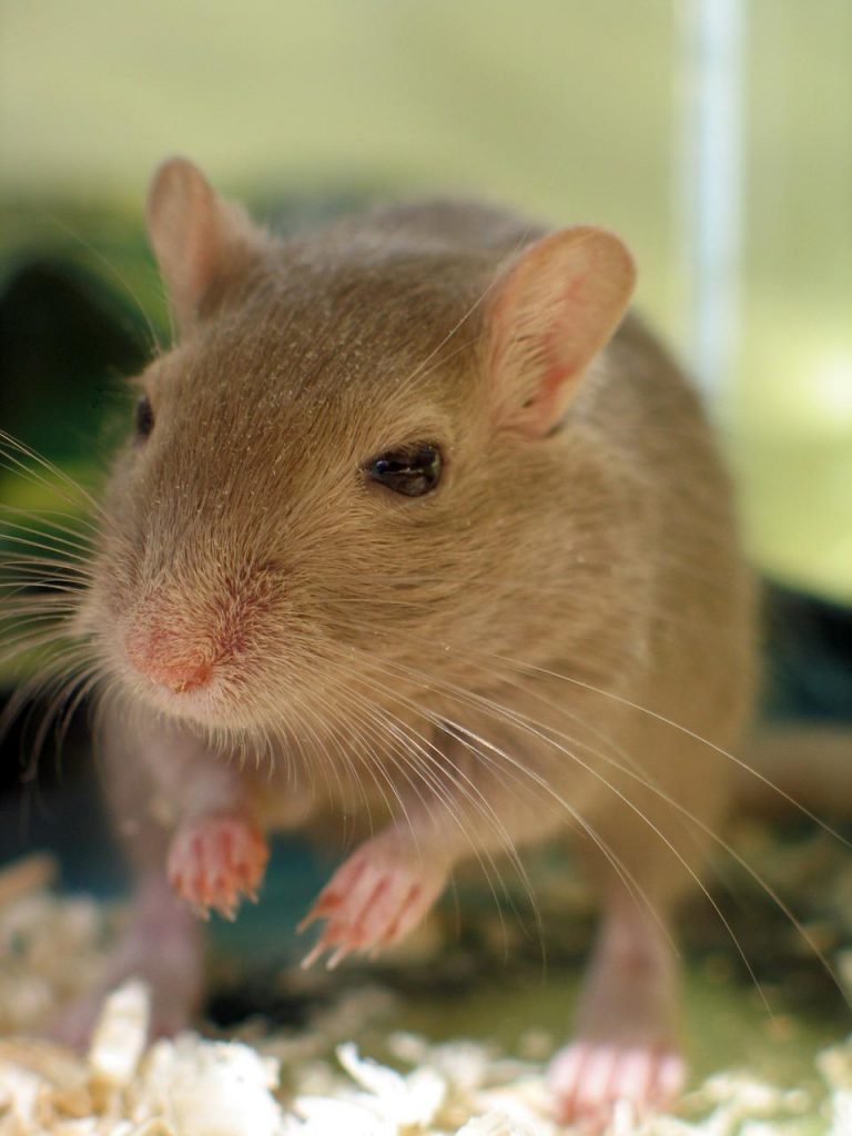 Problèmes de santé chez les souris de compagnie Les