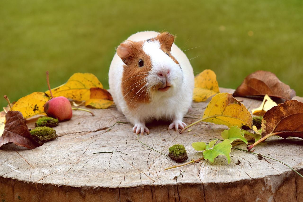 5 raisons pour lesquelles les cochons d'Inde font de bons