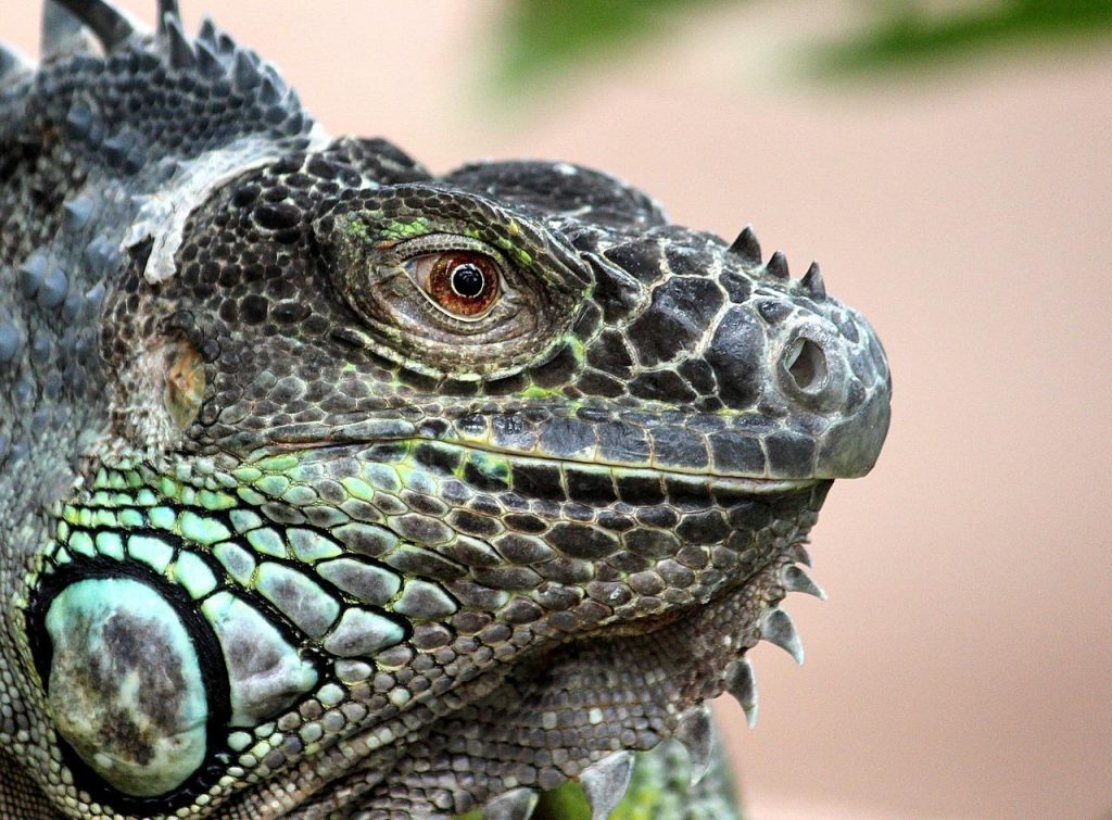 La meilleure espèce pour le suivi des animaux de compagnie