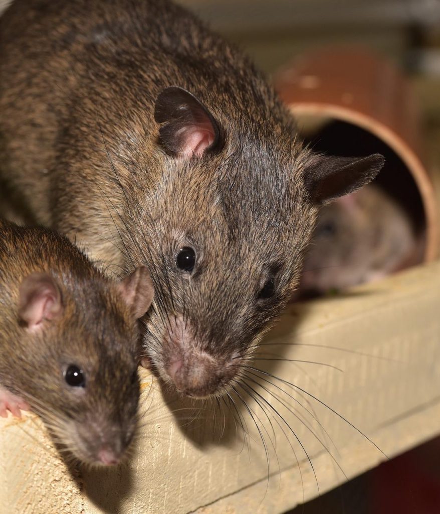 Pourquoi les rats sont les animaux de compagnie les plus