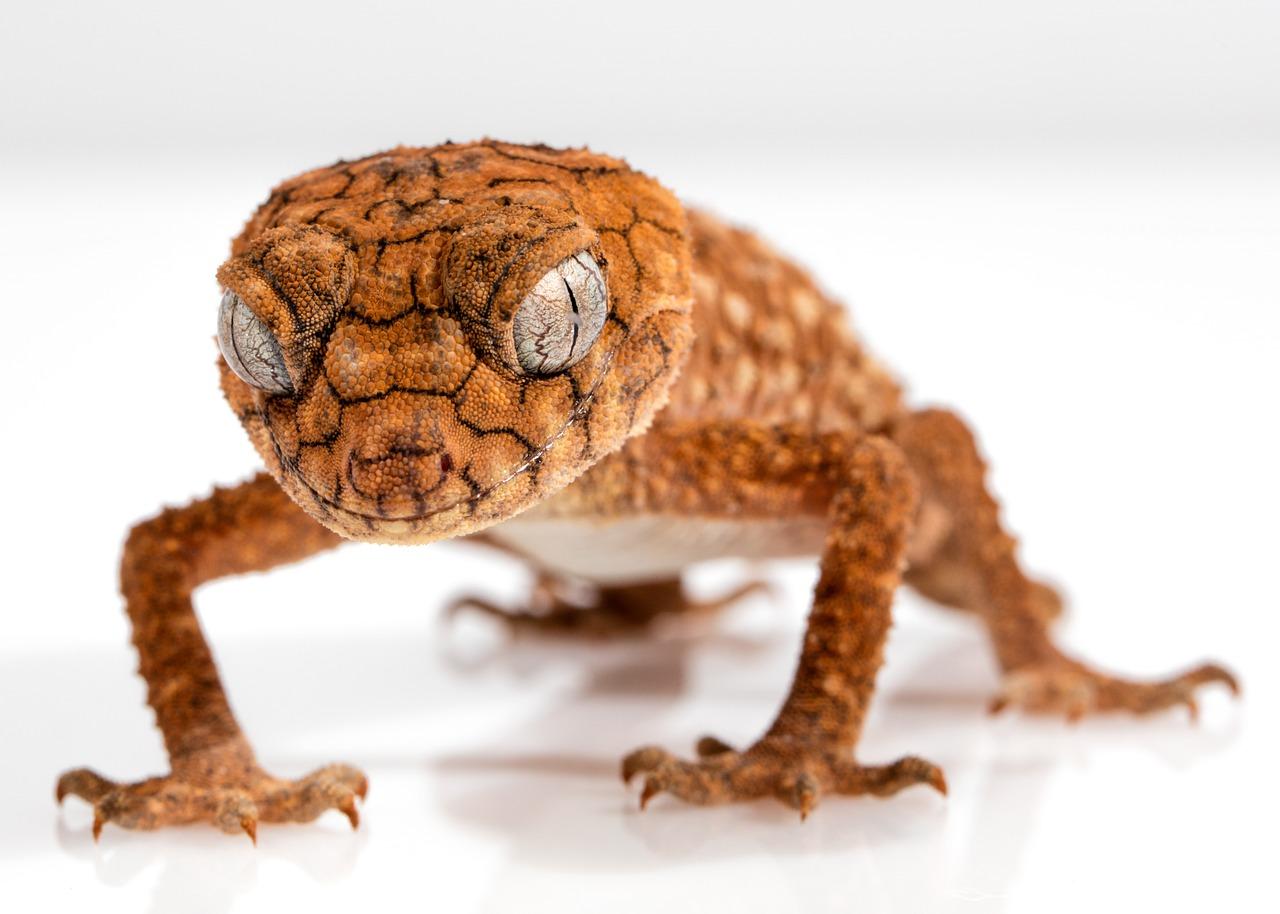 Comment créer un habitat pour votre lézard domestique — free download