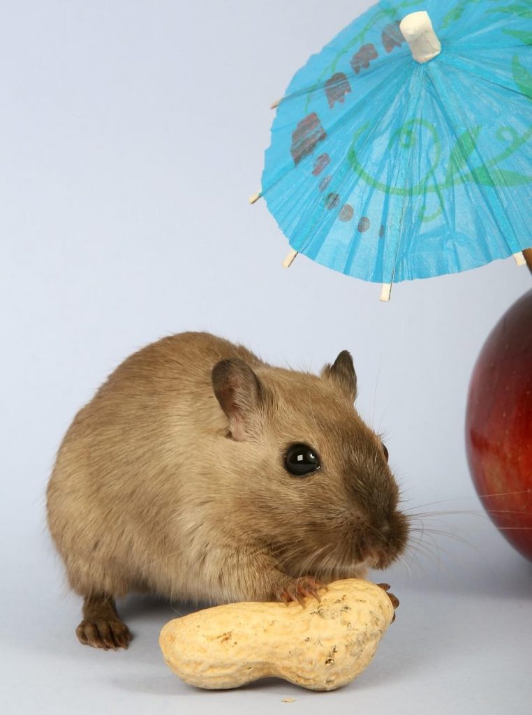 Que peut manger votre gerbille de compagnie