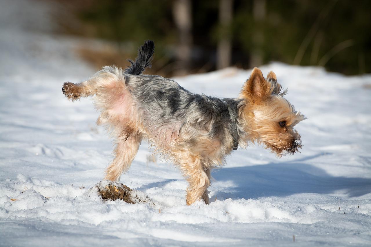 Comment faire pour que votre chien cesse de pisser partout dans la