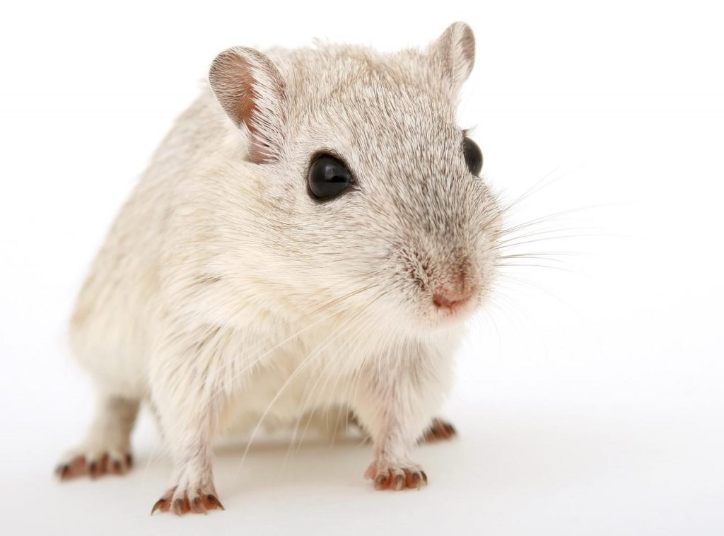 Comment Elever Des Rats Sans Poils En Bonne Sante Rats Sphynx Les Creatures Org Comment Elever Des Rats Sans Poils En Bonne Sante Rats Sphynx Les Creatures Org