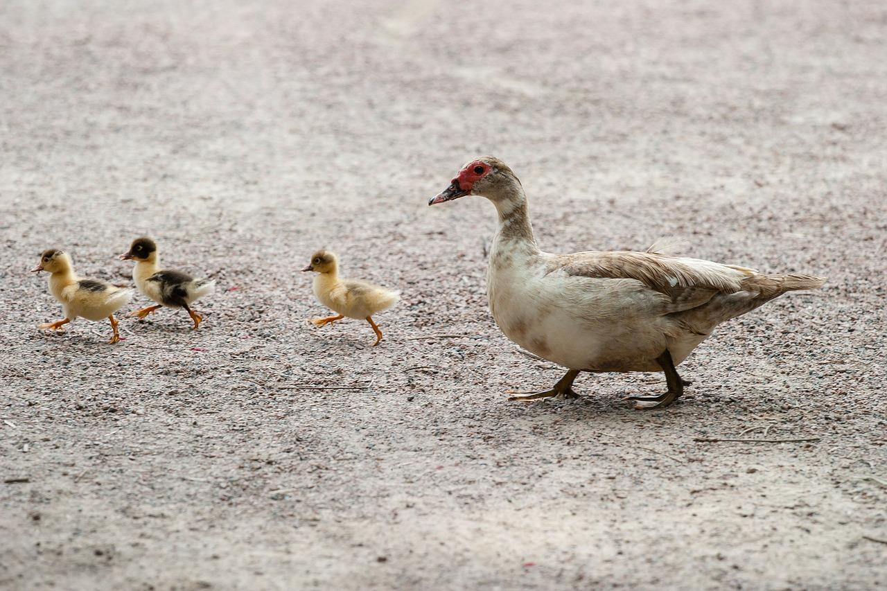 Élever des canards — free download