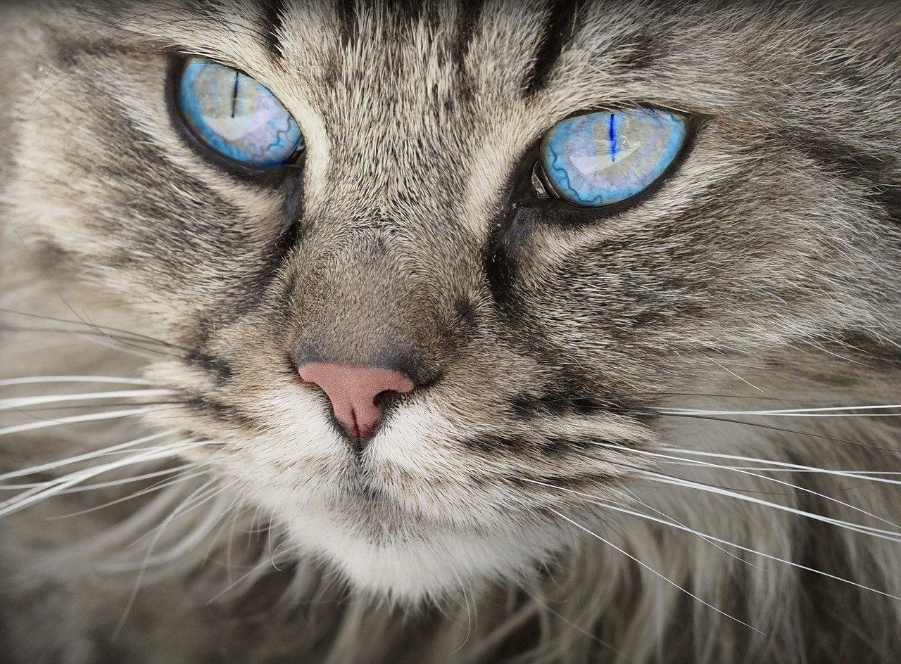 Comment Parler A Votre Chat Les Creatures Org
