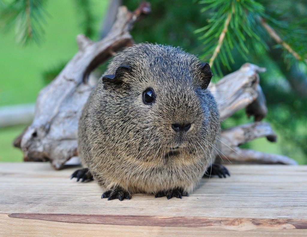 L'Agouti et le Paca Les rongeurs d'Amérique du Sud Les