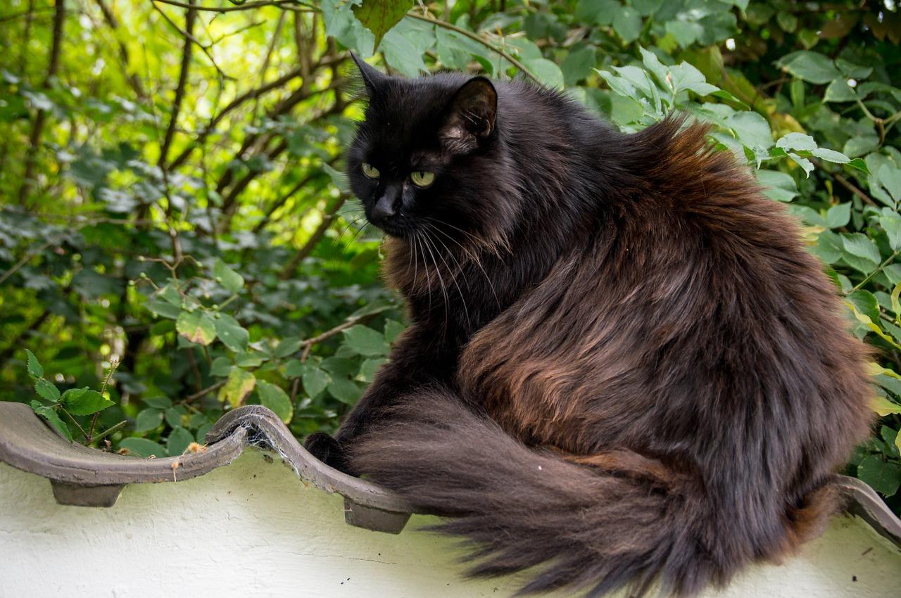 Les Raisons De La Perte De Poids Chez Les Chats Les Creatures Org