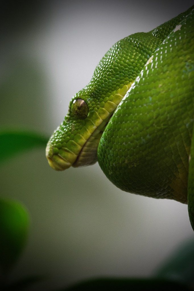 Quelle est la durée de vie des pythons ? Durée de vie moyenne, données ...