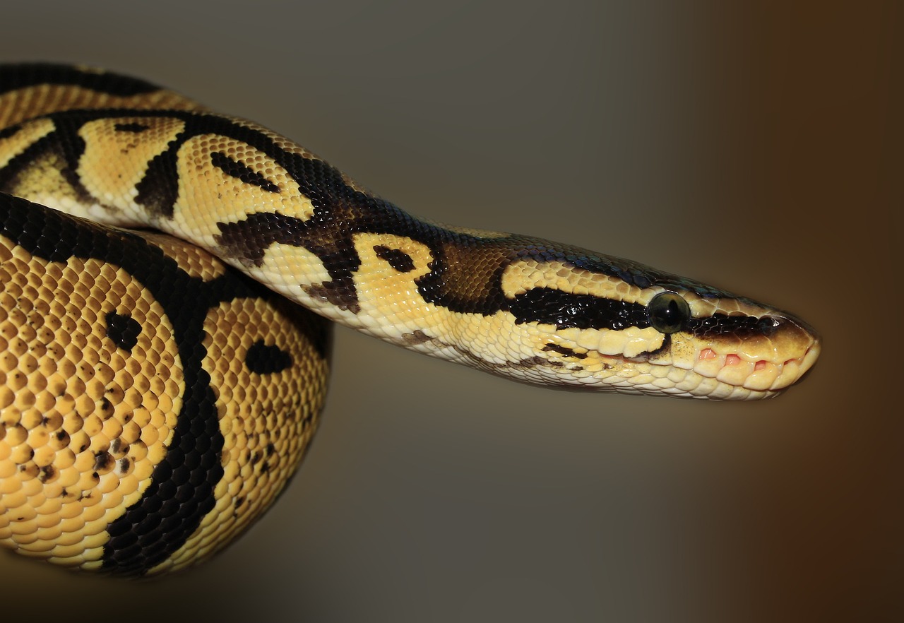 Quelle est la taille des pythons ? Poids moyen et courbe de croissance ...